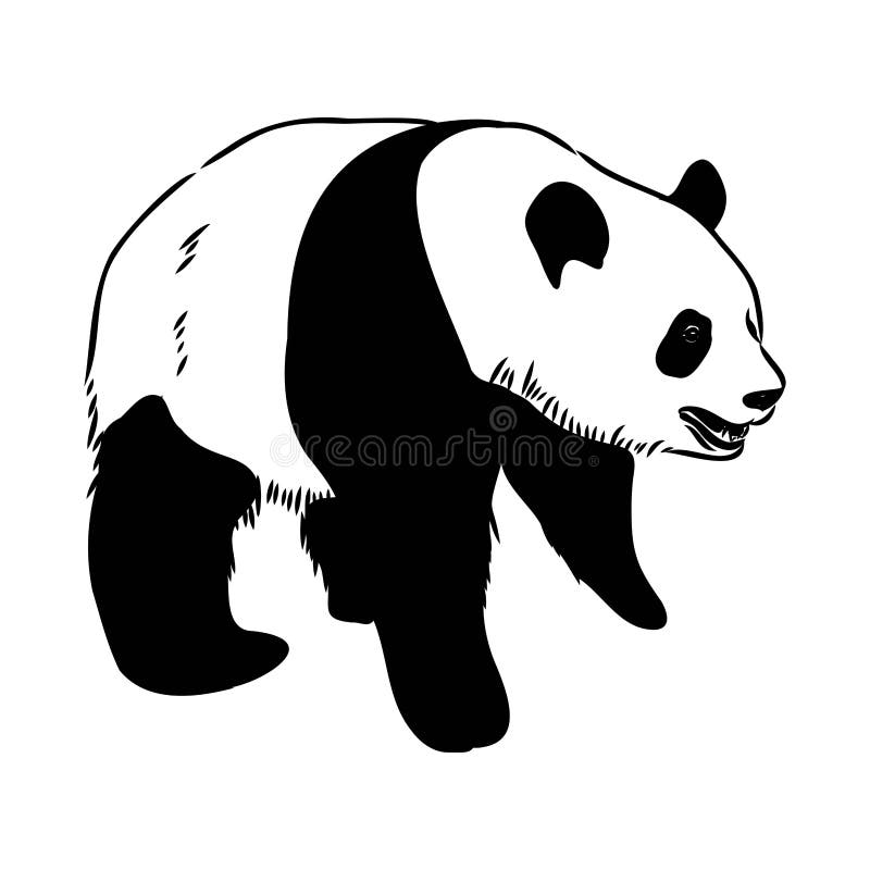 Desenho Realista Vetorial Da Figura Panda Em Ilustração Desenhada à Mão  Inteira Ilustração do Vetor - Ilustração de silhueta, urso: 251025852