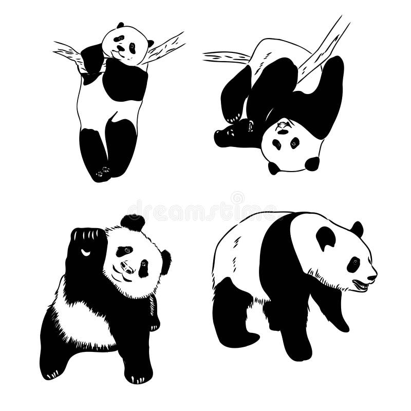 Desenho Realista Vetorial Da Figura Panda Em Ilustração Desenhada à Mão  Inteira Ilustração do Vetor - Ilustração de pele, objeto: 251025366