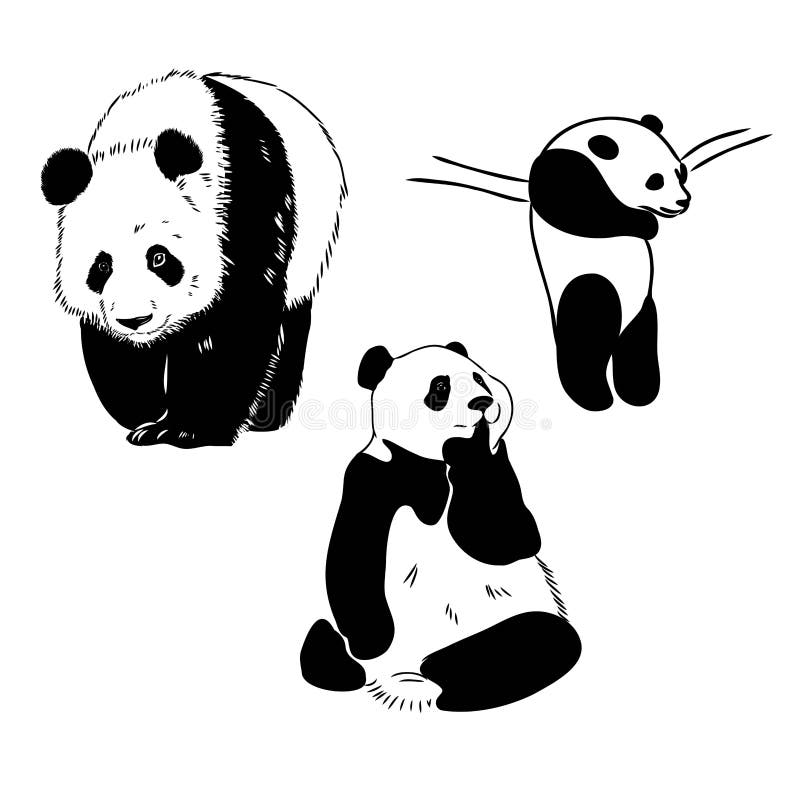Desenho Realista Vetorial Da Figura Panda Em Ilustração Desenhada à Mão  Inteira Ilustração do Vetor - Ilustração de silhueta, pele: 258480486
