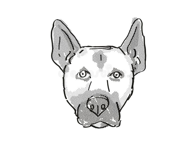 Retro cartoon style drawing of head of a Belgian Malinois , a domestic dog or canine breed on isolated white background done in black and white. Retro cartoon style drawing of head of a Belgian Malinois , a domestic dog or canine breed on isolated white background done in black and white