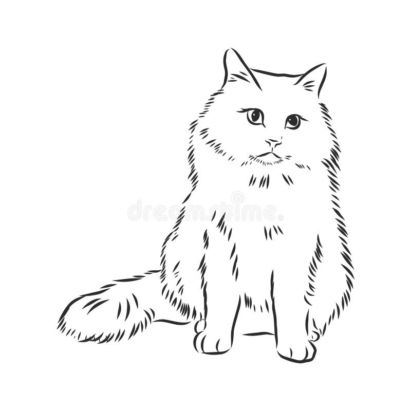 Ilustração de desenho vetorial realista de gato doméstico o sinal do gato
