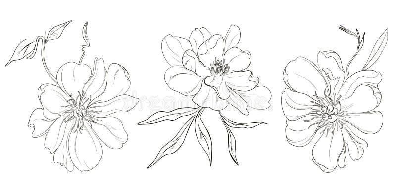 Desenhos brancos pretos desenhados à mão das flores da peônia do vetor Ilustração abstrata monocromática bonita da flor Esboço fl ilustração royalty free Desenhos brancos pretos desenhados à mão das flores da peônia do vetor Ilustração abstrata monocromática bonita da flor Esboço fl ilustração royalty free