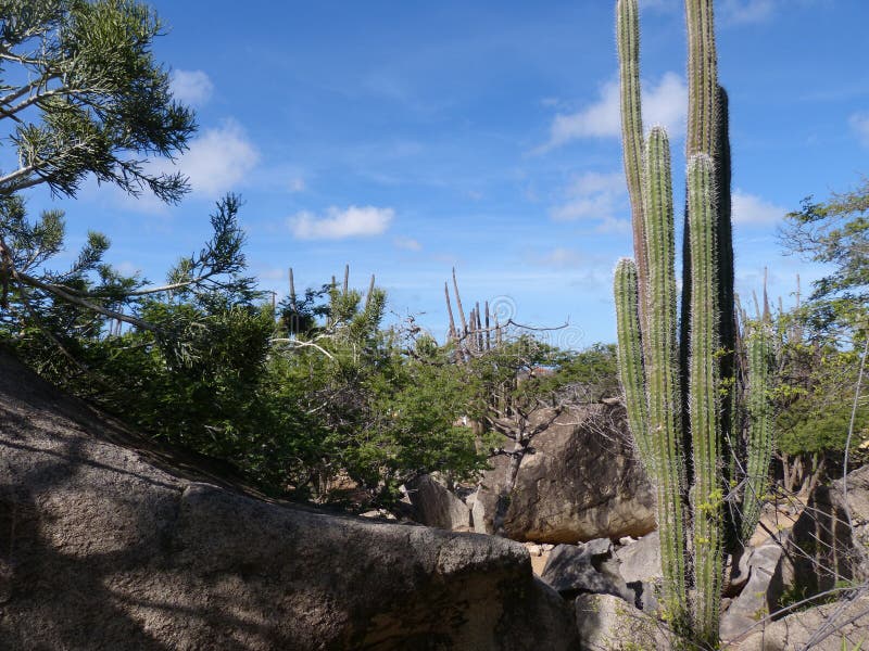 Desert in aruba with cactus
