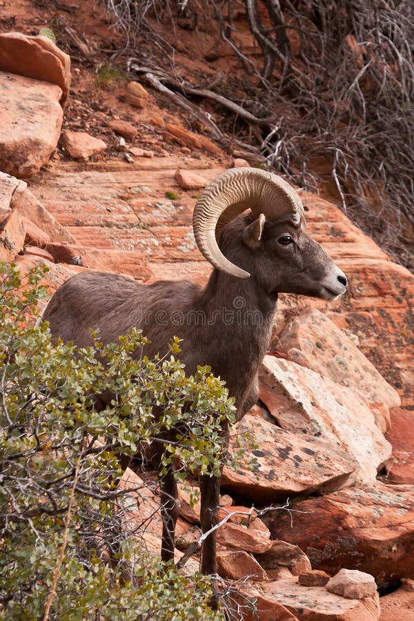 Desert Big Horn Ram Sheep