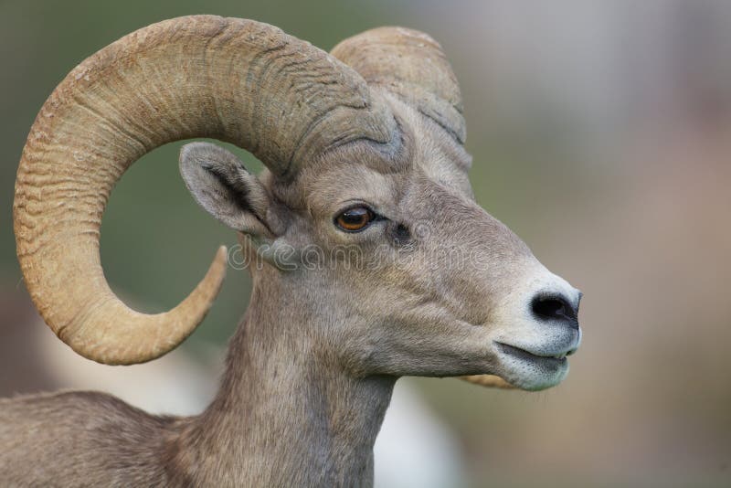 Desert Bighorn Sheep Ram Portrait