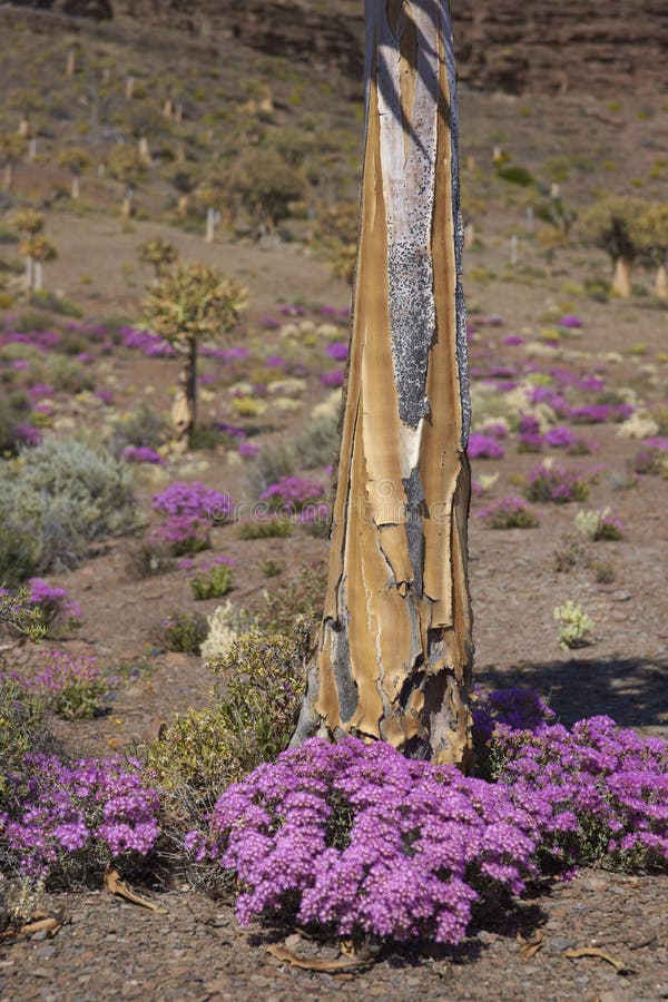 Desert in bloom stock image. Image of pink, flower, dichotoma 26159855