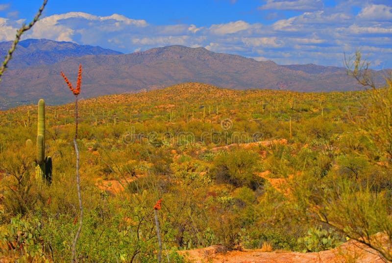 Desert in bloom stock photo. Image of spring, arizona 7502570