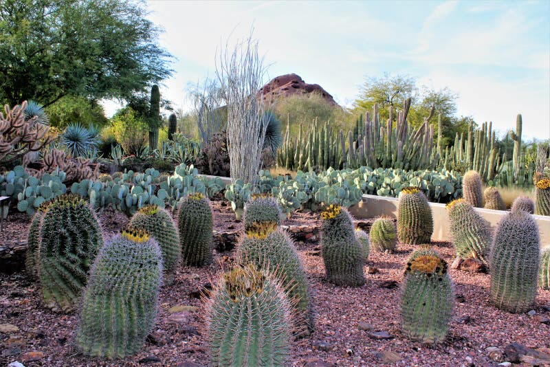 Desert Botanical Garden Phoenix, Arizona, United States Stock Image ...