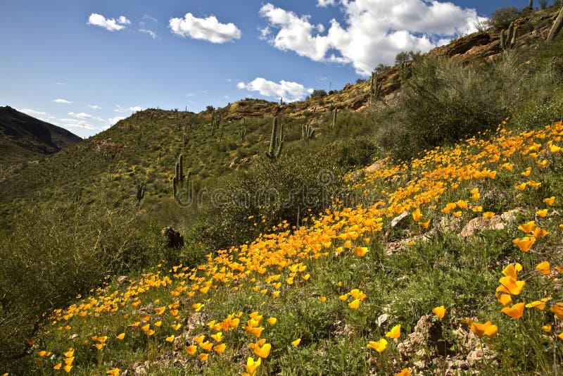 Desert Cactus, Flowers and Sky Stock Image - Image of weed, arizona ...
