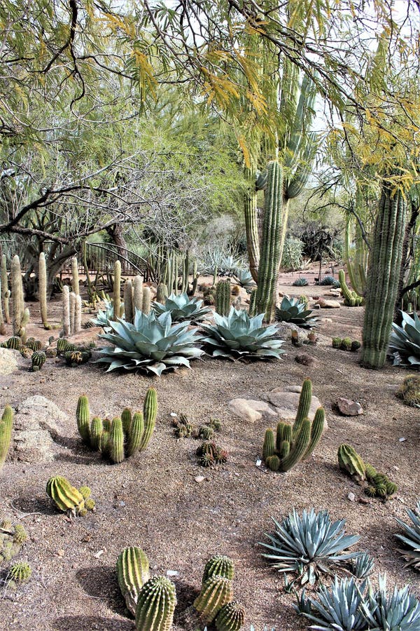 Desert Botanical Garden Phoenix, Arizona, United States Stock Image ...