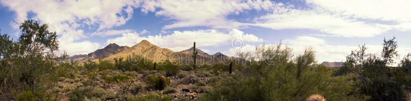 Desert cactus and small bushes by the McDowell Mountains hiking areas. Desert cactus and small bushes by the McDowell Mountains hiking areas