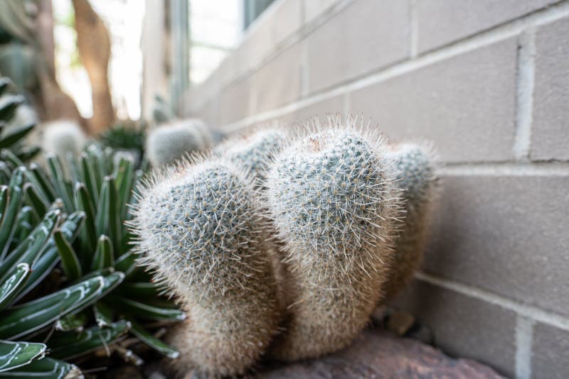 Desert Cactus Plant Gets a Close Up of Unique Spines Stock Image