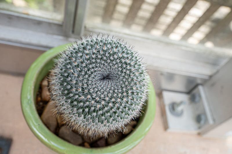 Desert Cactus Plant Gets a Close Up of Unique Spines Stock Photo
