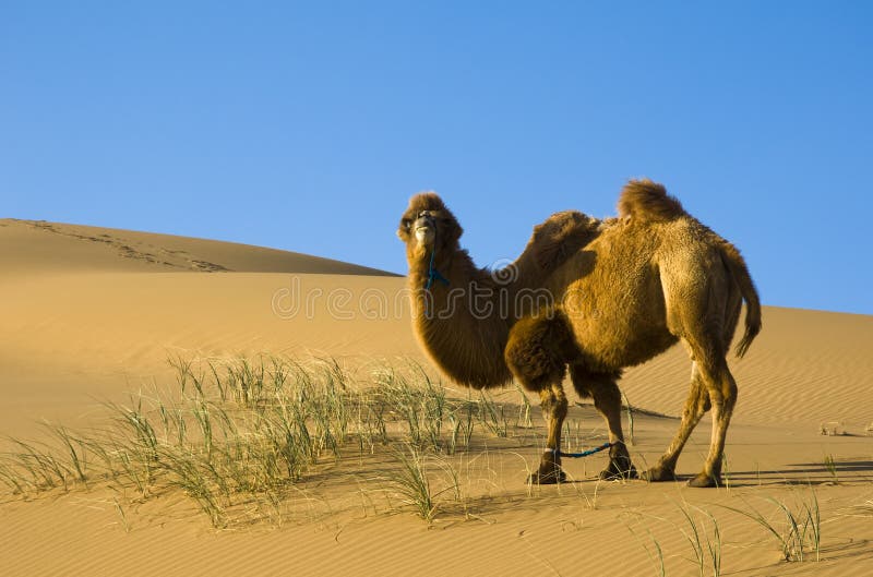 Desert camel