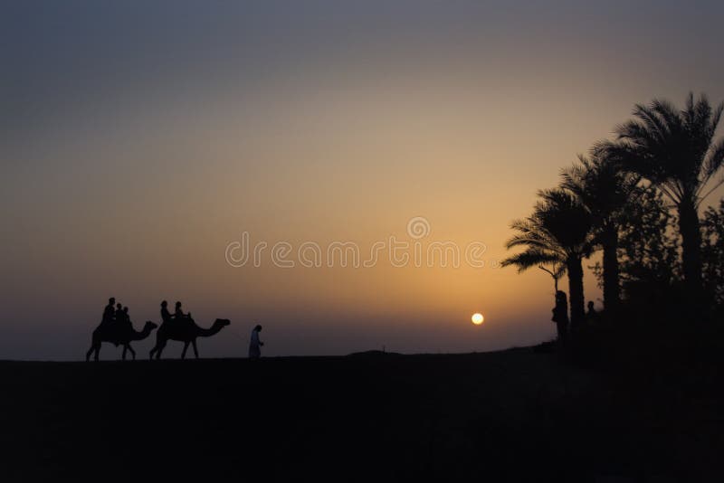 Desert Camel Train