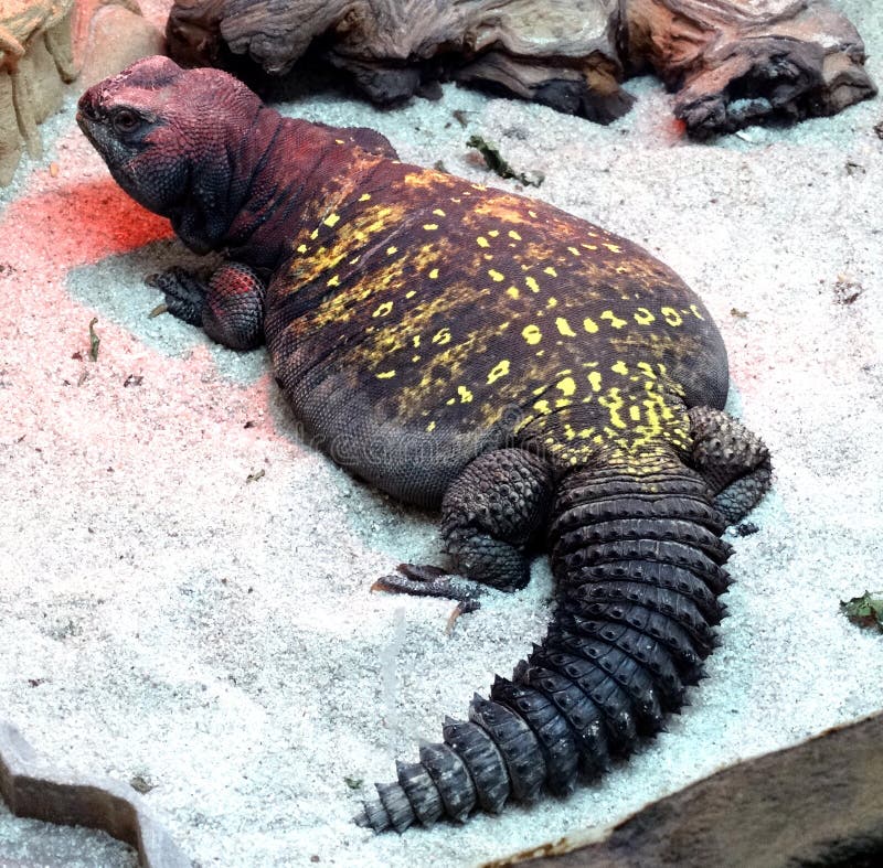 Desert chuckwalla lizard stock photo. Image of reptile - 221246534