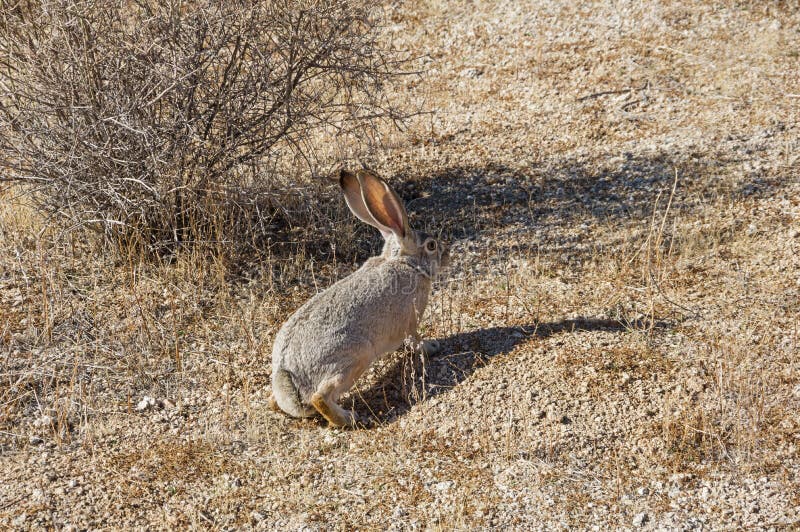 Desert Cottontail Rabbit Poised To Run Stock Photo - Image of mammal