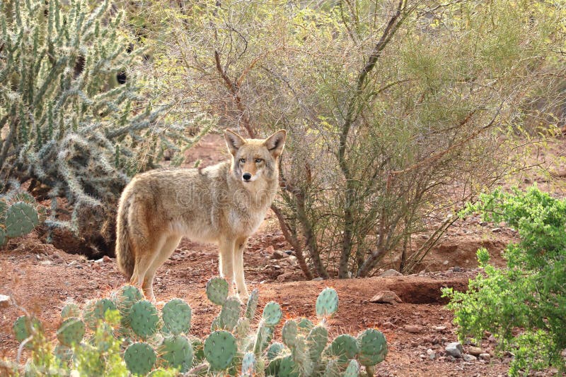 Coyote in esecuzione attraverso un sentiero nel deserto di Phoenix, in Arizona.