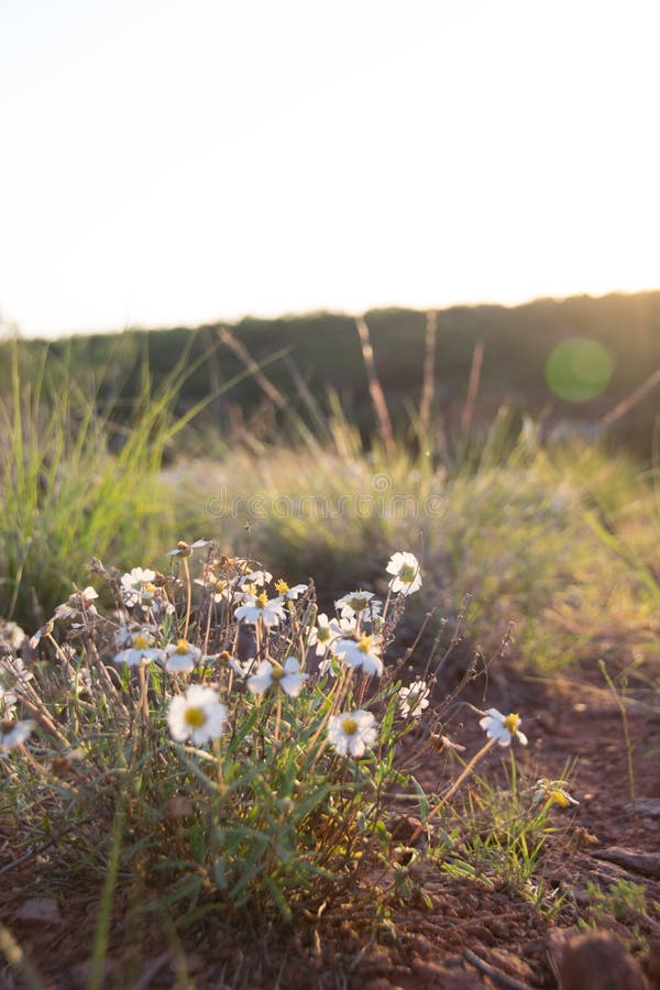 Desert Daisy stock photo. Image of nature, hike, pretty 72769788