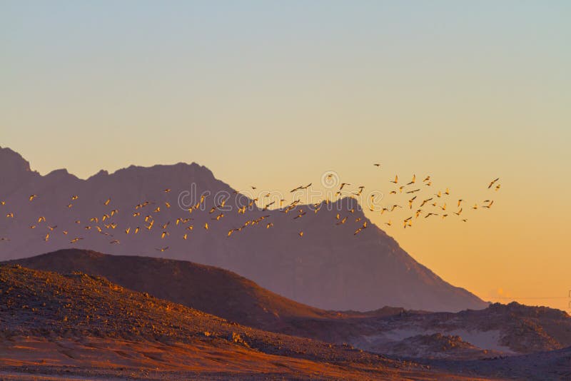 Desert at dawn