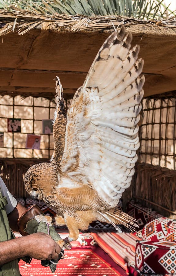 Brown Desert Eagle Owl is a Species of Owl Having Super Binocular
