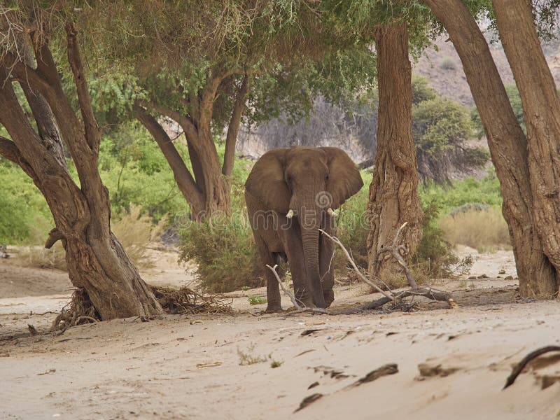 Desert Elephant Feeding in an Ephemeral River Bed Namibia Stock Image