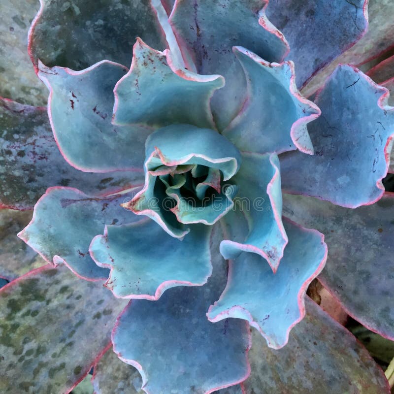 Desert flower bloom stock image. Image of succulent, bloom 74293187