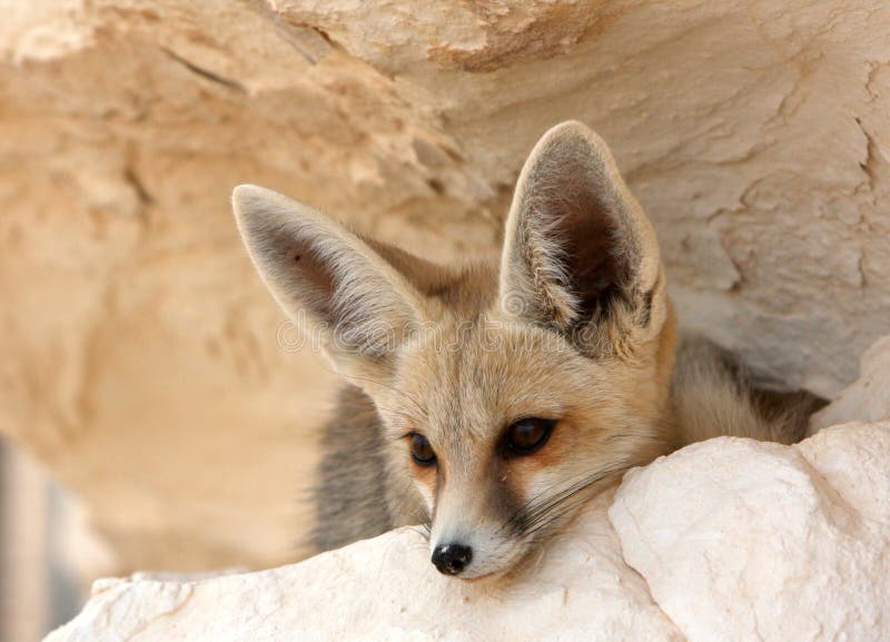 A Desert Fox in Egypt stock photo. Image of mammal, wildlife - 28644588