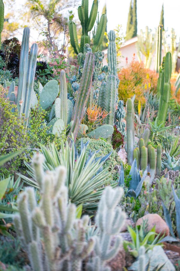 Desert garden with succulents