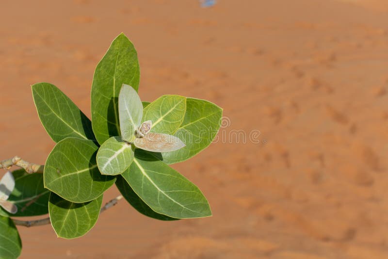 Desert Green Plant in the Sand and Sun.