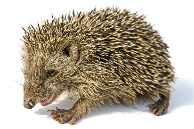 Desert hedgehog Paraechinus aethiopicus