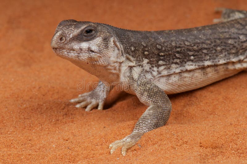 Desert Iguana royalty free stock photography Desert Iguana royalty free stock photography