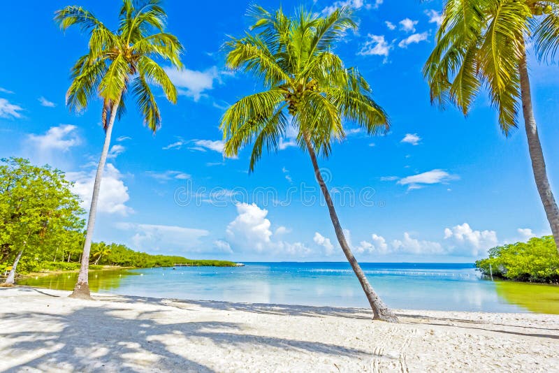 DESERT ISLAND BEACH PALM TREES