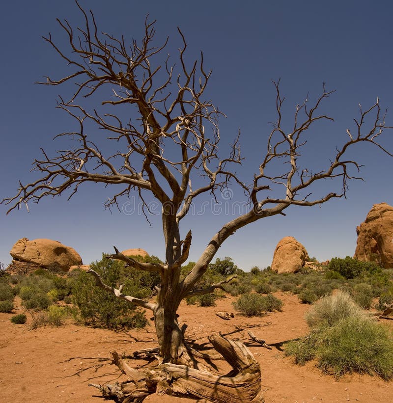 Desert Landscape