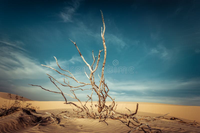 Desert landscape with dead plants in sand dunes. Global warming