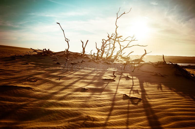 Desert landscape with dead plants in sand dunes under sunny sky