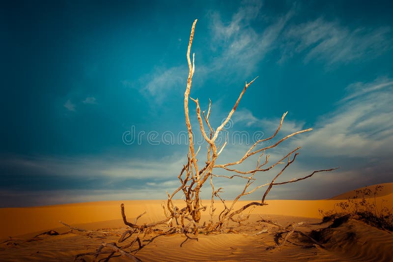 Desert landscape with dead plants in sand dunes