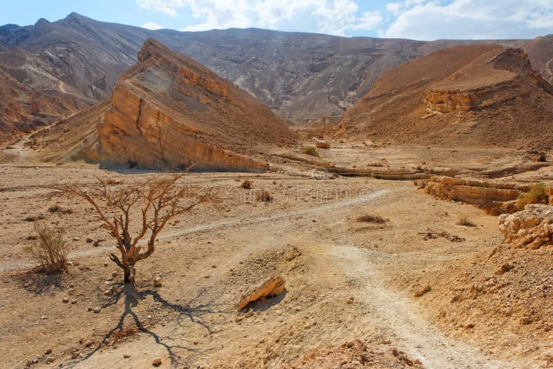 Desert landscape with dry acacia trees