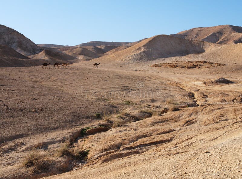 Desert landscape near the Dead Sea with herd of ca