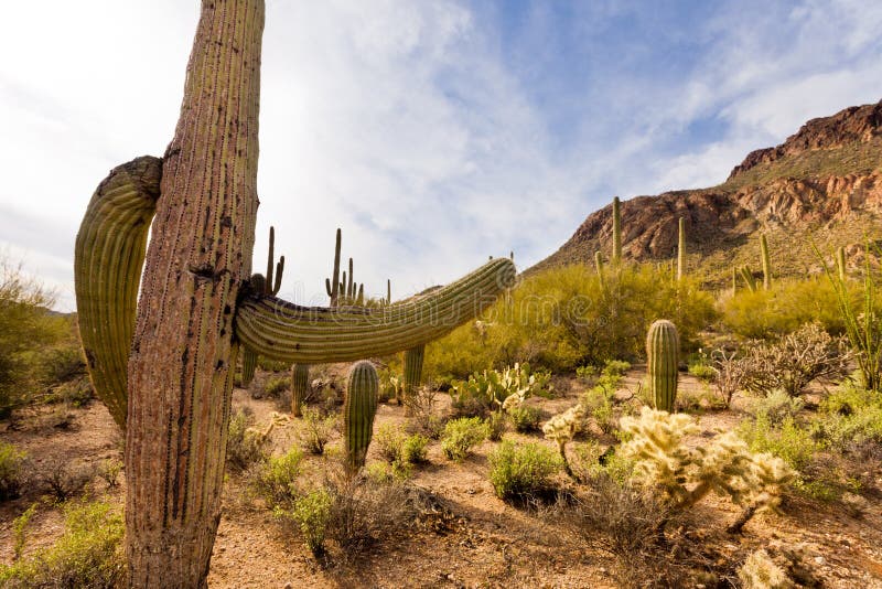 Desert Landscape of Saguaro NP Near Tucson AZ US Stock Photo - Image of ...