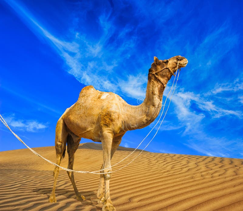 Camel and Desert Sand Dunes Panoramic Landscape Stock Photo - Image of ...