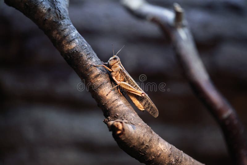 Desert locust (Schistocerca gregaria).