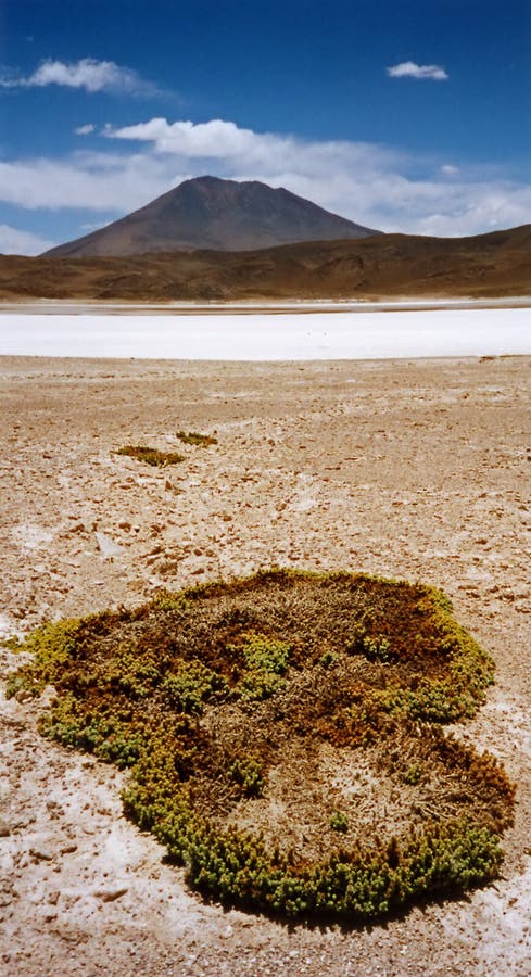 Desert moss Salar de Uyuni