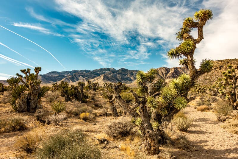 Desert nature and joshua tree in red rock canyon nevada