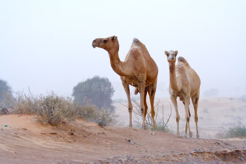 Desert nomads