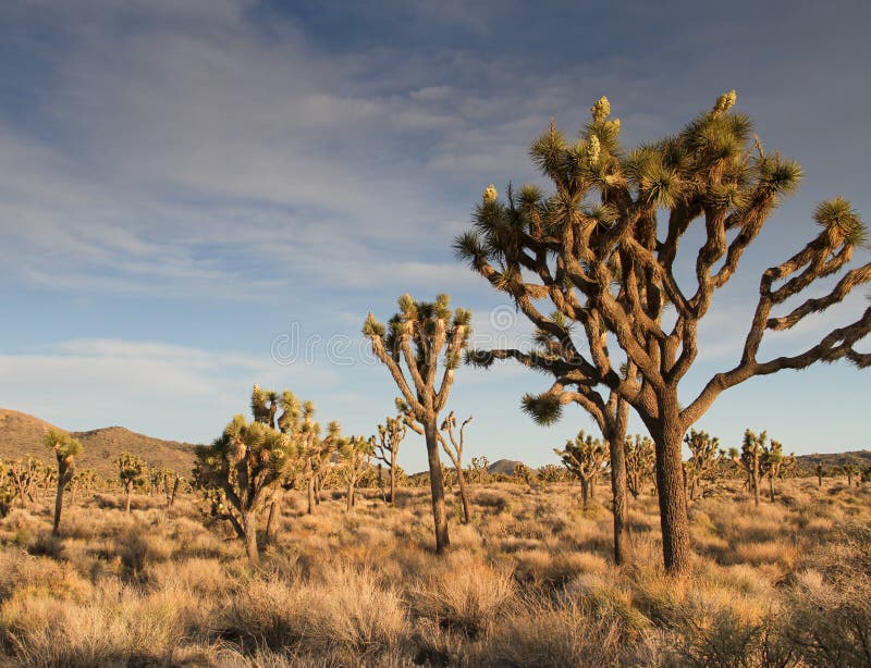 Desert Panorama of Joshua Tree Flowers Stock Image Image of desert