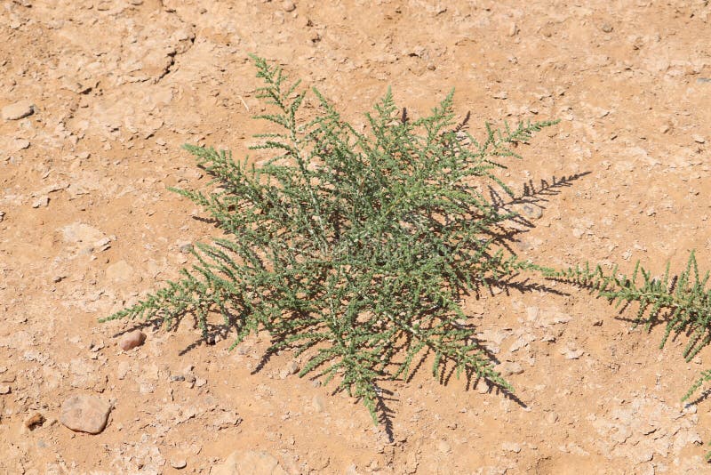 Desert Plant in Aswan, Egypt Stock Image Image of frost, aswan 252215665