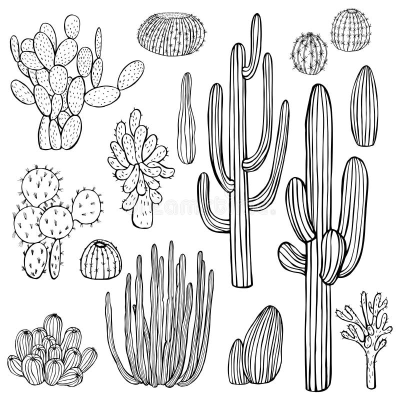 Desert plants, cacti. 