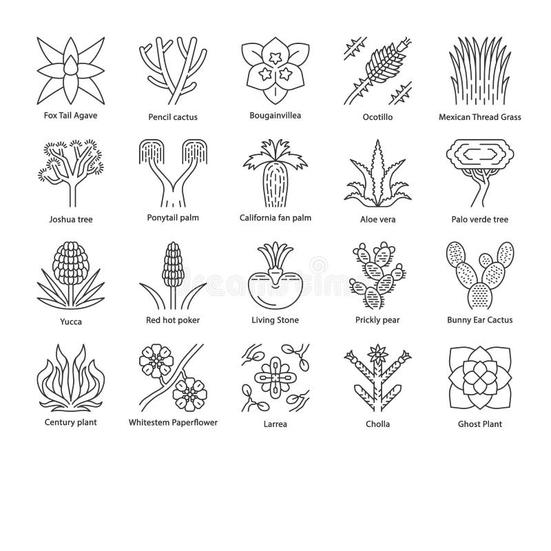 Desert plants linear icons set