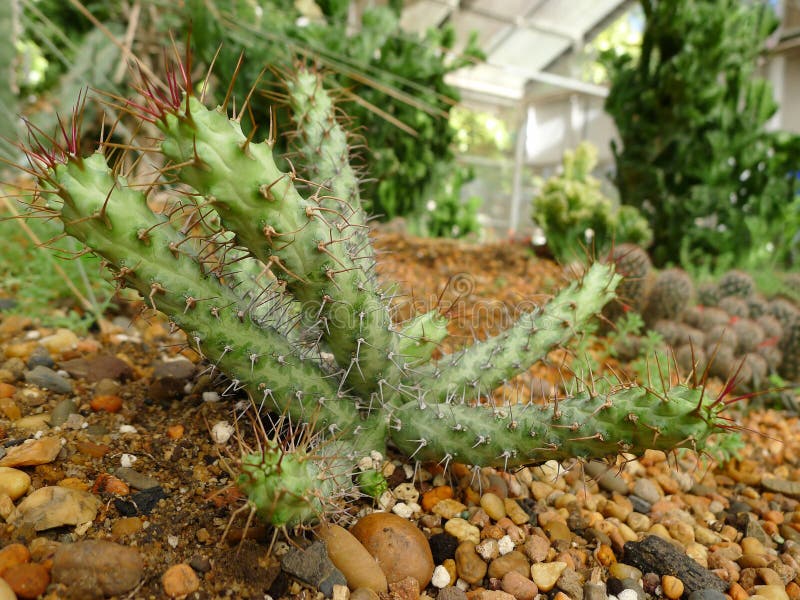 Desert Plants / Plants That Grow In Arid Conditions Stock Image Image